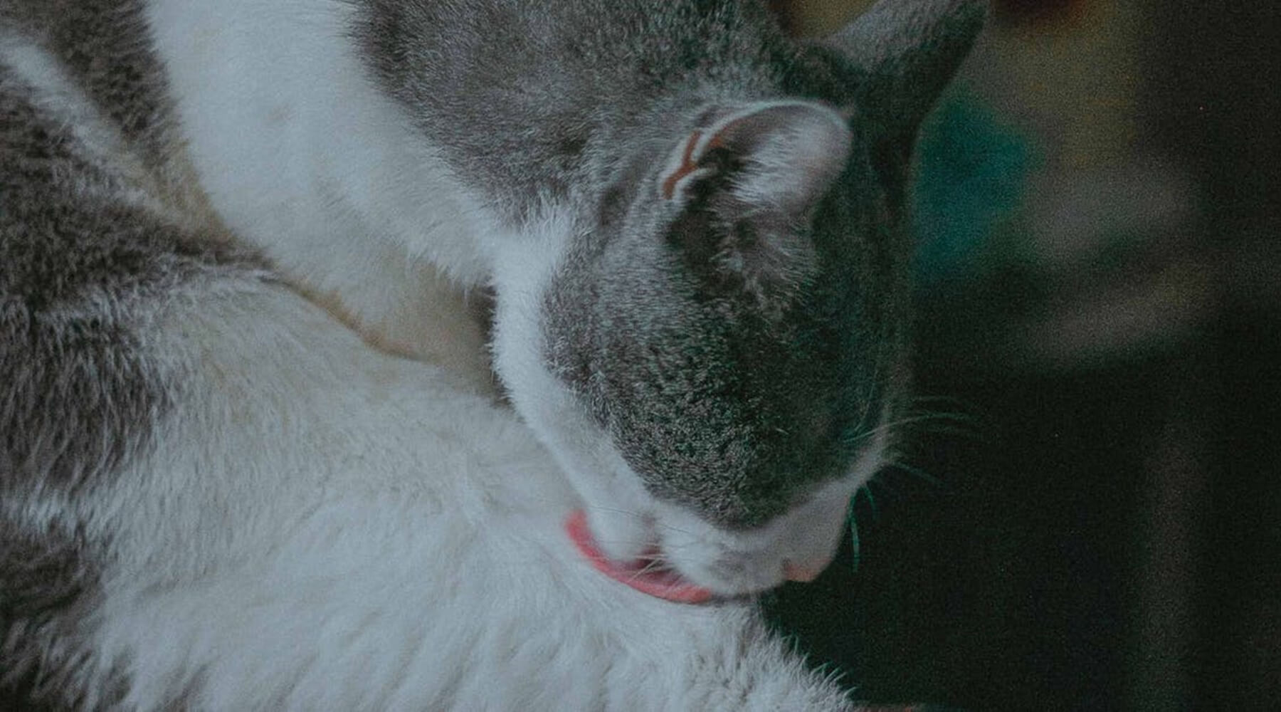 A gray and white cat grooming itself, relevant to National Hairball Awareness Day