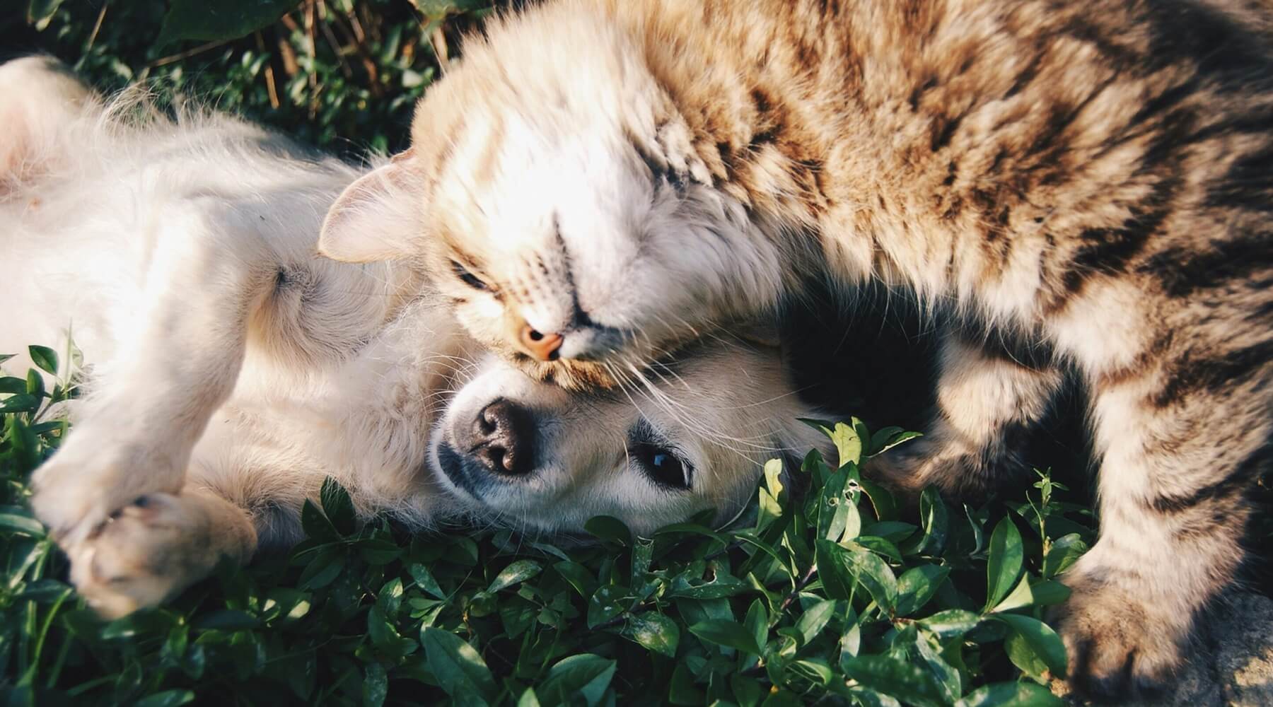 A tabby cat nuzzling a golden retriever's face while they lay together in the grass, Happy National Love Your Pet Day