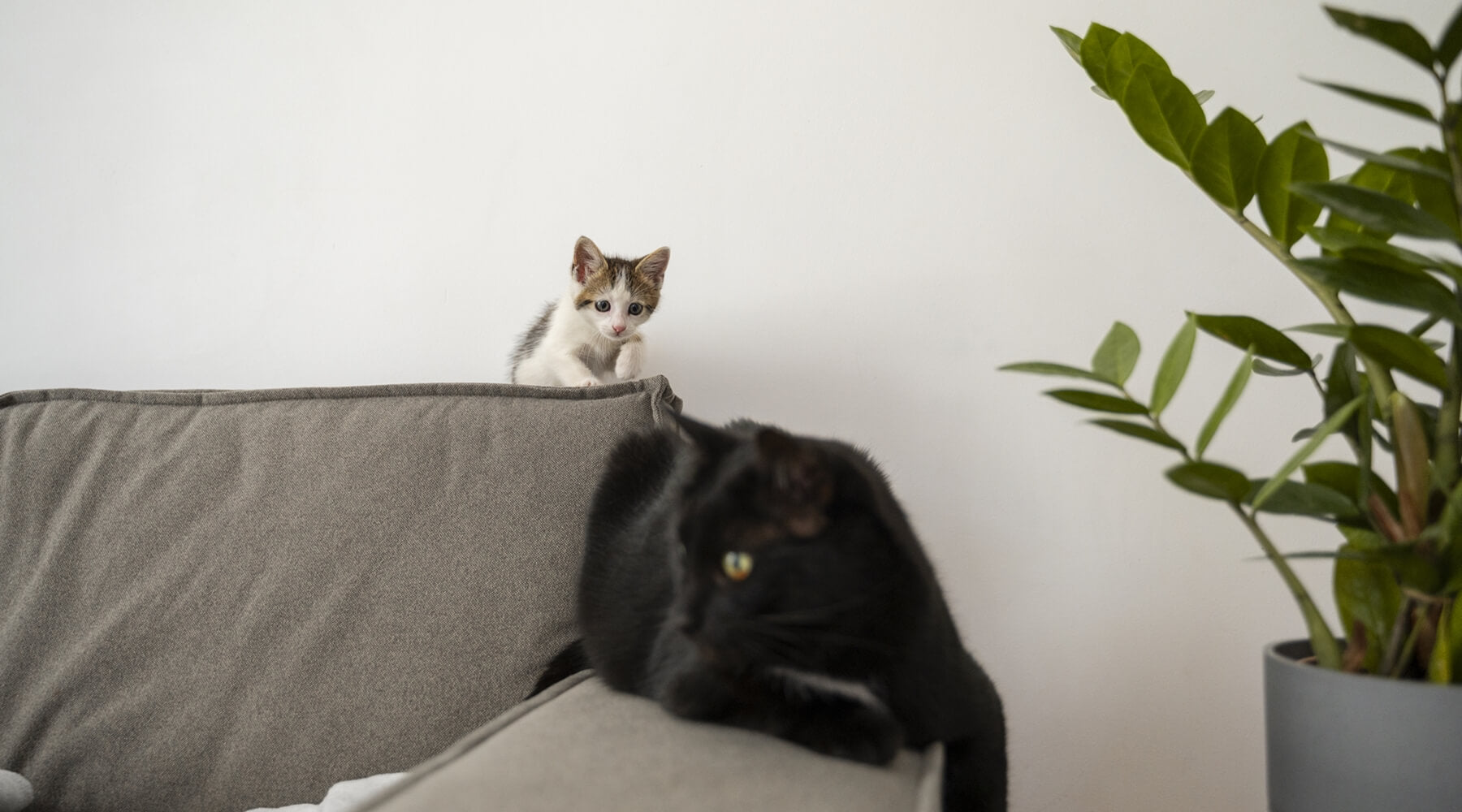 A playful kitten peeking over a couch, while a black cat relaxes nearby, showcasing the natural cat's scratching behavior